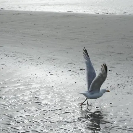 In Belgium 50m From The Sea *